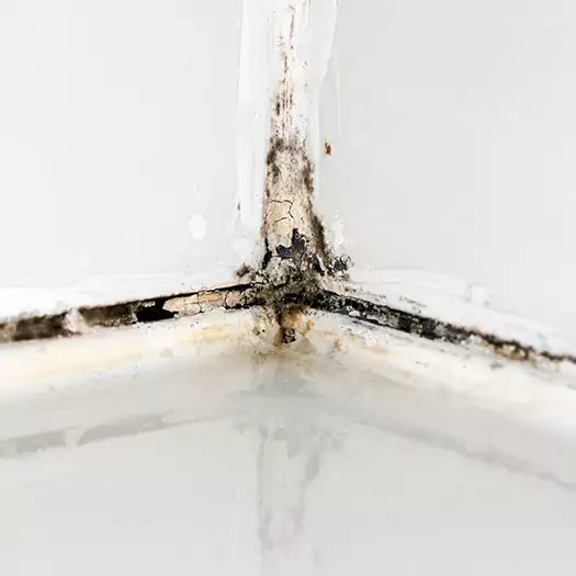 Trusted Shower Mold Removal Experts in Boca Raton, FL
