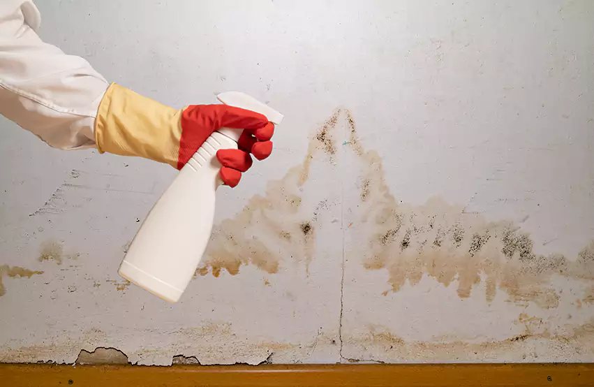 Prevent future mold in Boca Raton, FL