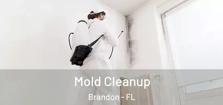  Mold Cleanup Brandon - FL