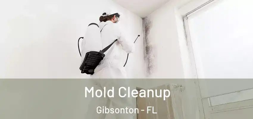  Mold Cleanup Gibsonton - FL