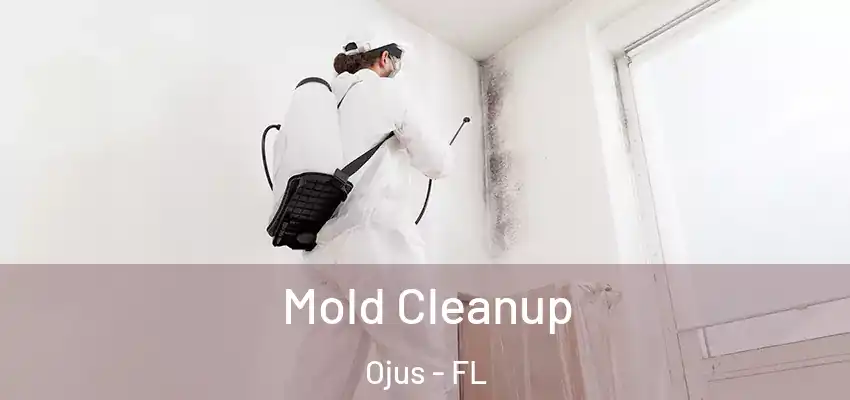 Mold Cleanup Ojus - FL