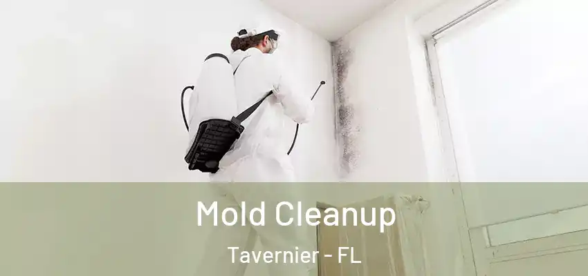 Mold Cleanup Tavernier - FL