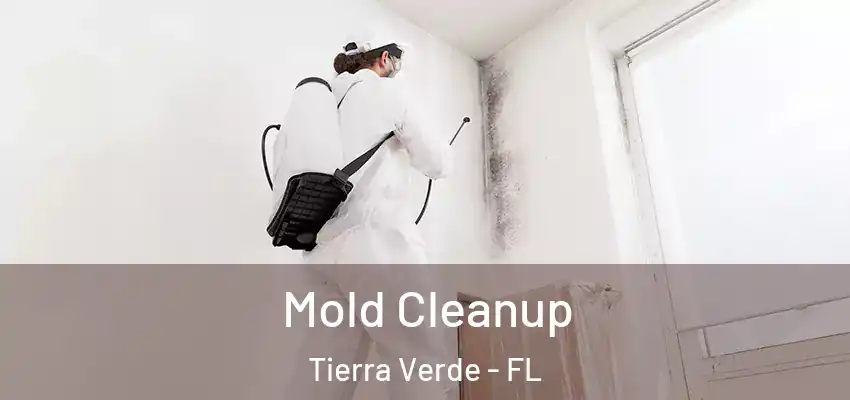 Mold Cleanup Tierra Verde - FL
