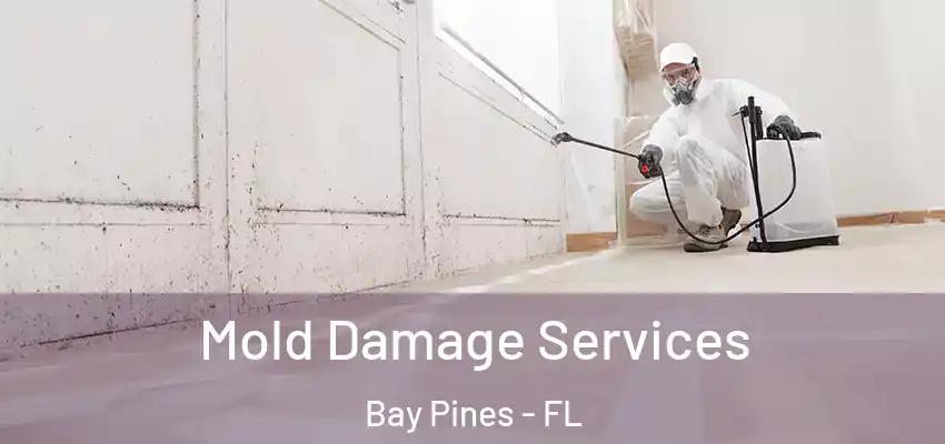 Mold Damage Services Bay Pines - FL