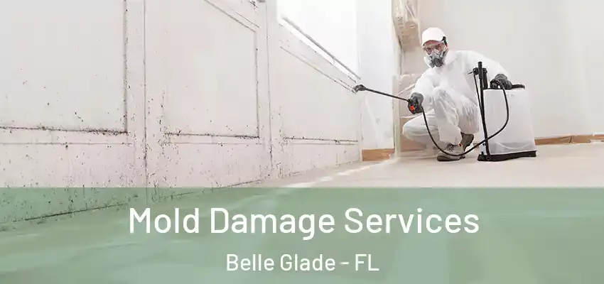 Mold Damage Services Belle Glade - FL