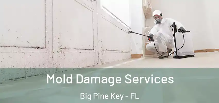  Mold Damage Services Big Pine Key - FL