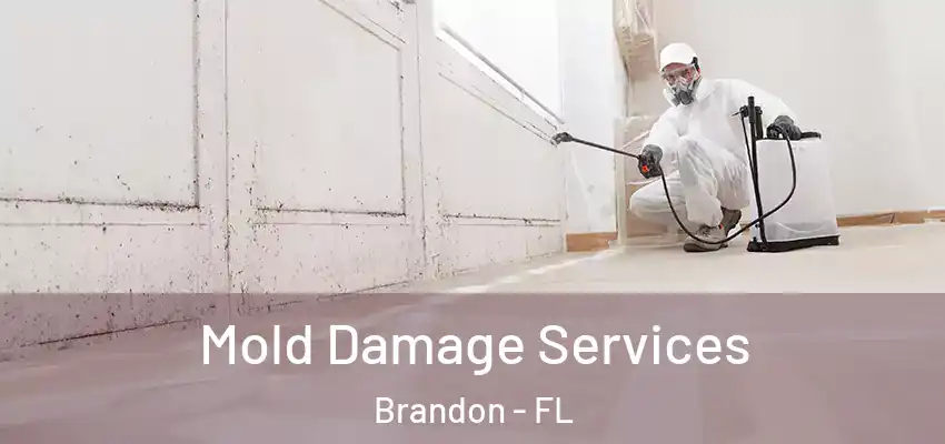  Mold Damage Services Brandon - FL