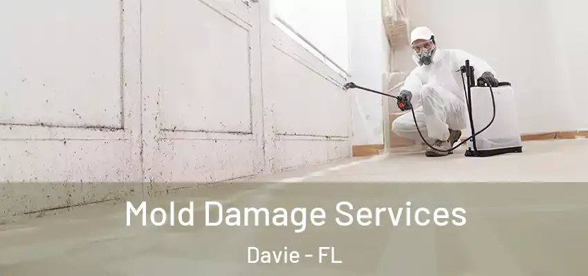  Mold Damage Services Davie - FL