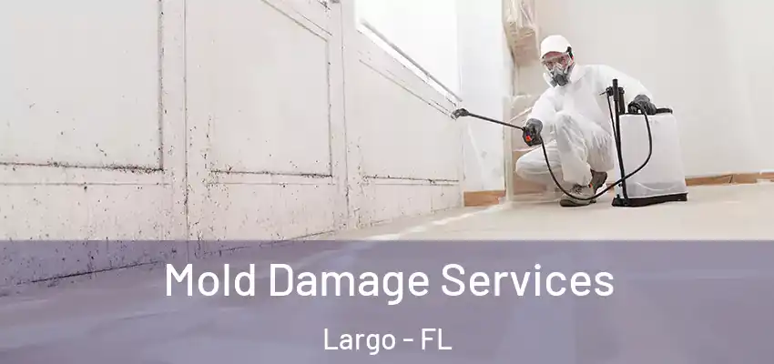 Mold Damage Services Largo - FL