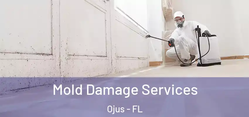 Mold Damage Services Ojus - FL