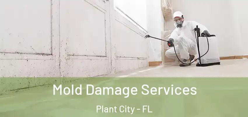 Mold Damage Services Plant City - FL