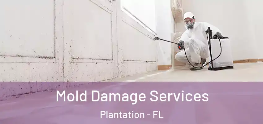  Mold Damage Services Plantation - FL