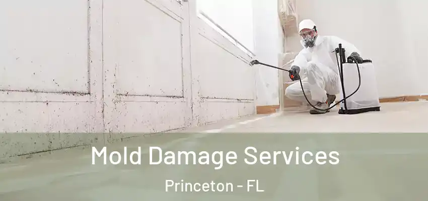 Mold Damage Services Princeton - FL