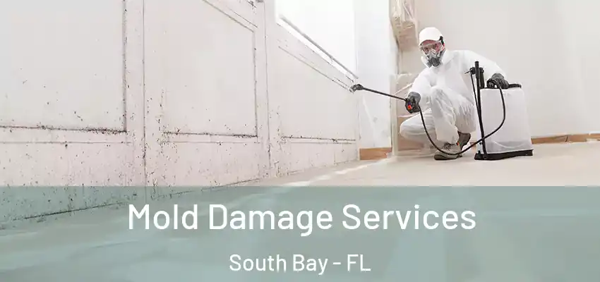  Mold Damage Services South Bay - FL