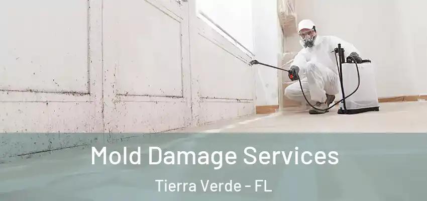  Mold Damage Services Tierra Verde - FL