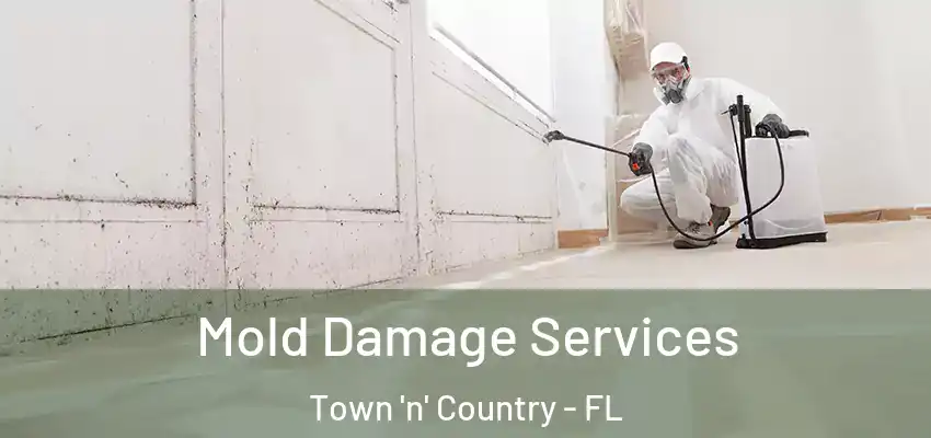  Mold Damage Services Town 'n' Country - FL
