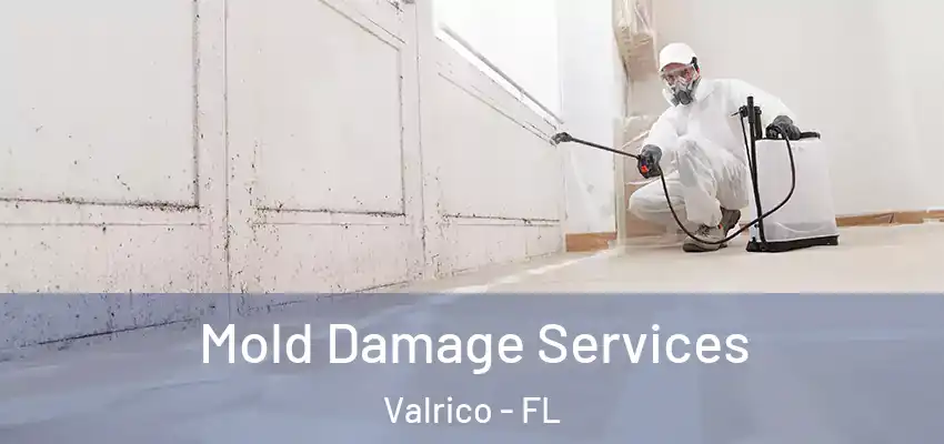 Mold Damage Services Valrico - FL