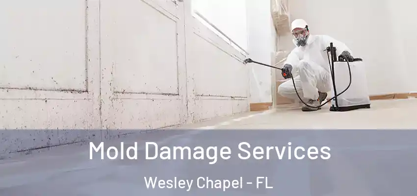 Mold Damage Services Wesley Chapel - FL