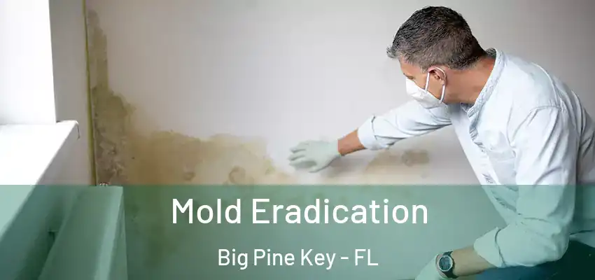  Mold Eradication Big Pine Key - FL