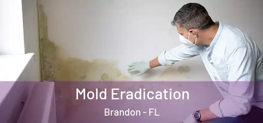 Mold Eradication Brandon - FL