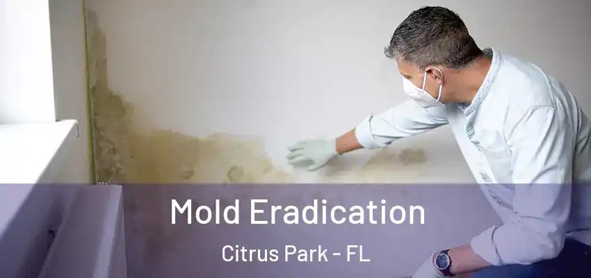 Mold Eradication Citrus Park - FL