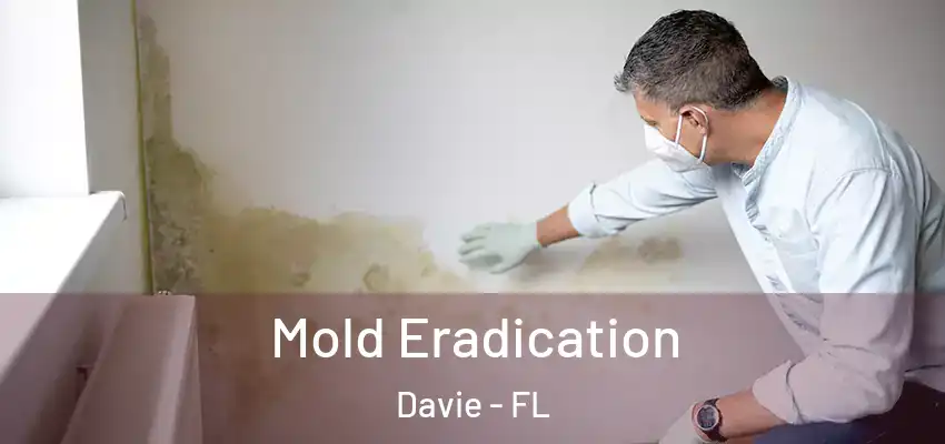  Mold Eradication Davie - FL