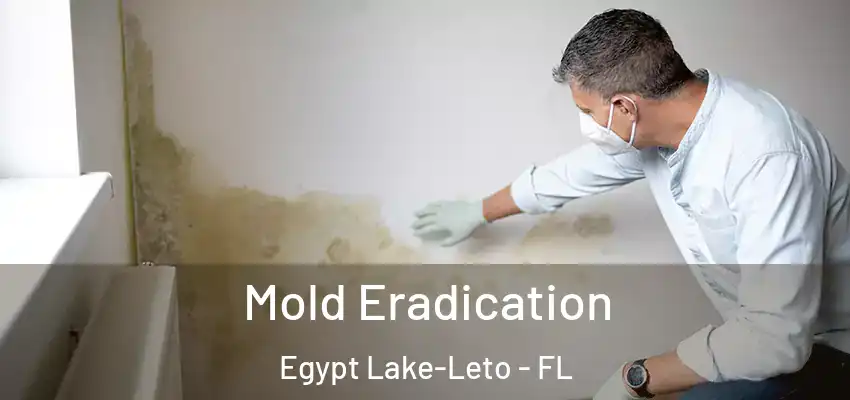  Mold Eradication Egypt Lake-Leto - FL