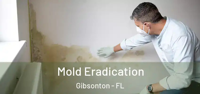 Mold Eradication Gibsonton - FL