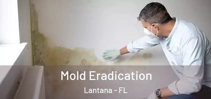  Mold Eradication Lantana - FL