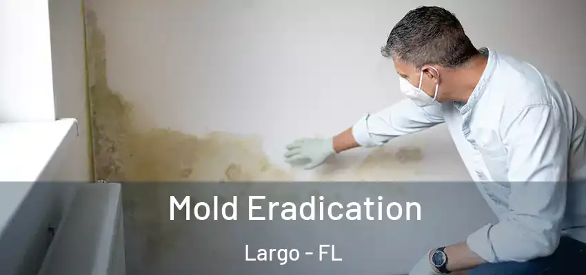 Mold Eradication Largo - FL
