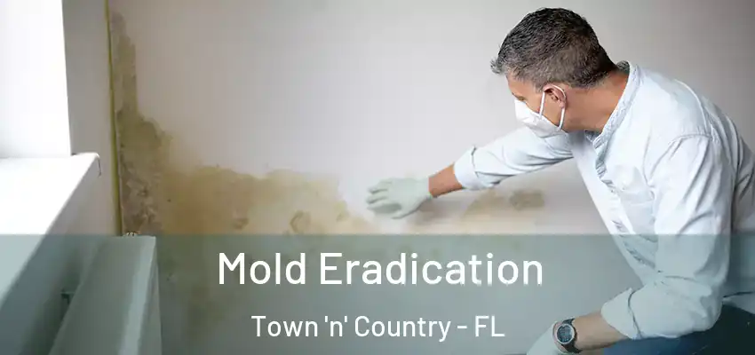 Mold Eradication Town 'n' Country - FL