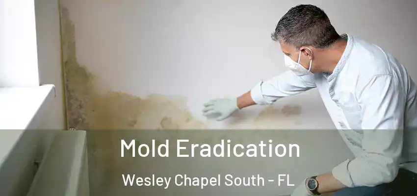  Mold Eradication Wesley Chapel South - FL