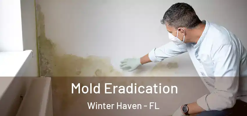 Mold Eradication Winter Haven - FL