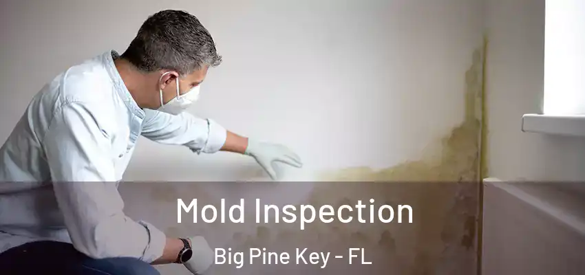  Mold Inspection Big Pine Key - FL