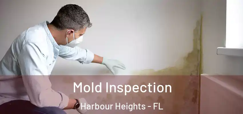  Mold Inspection Harbour Heights - FL