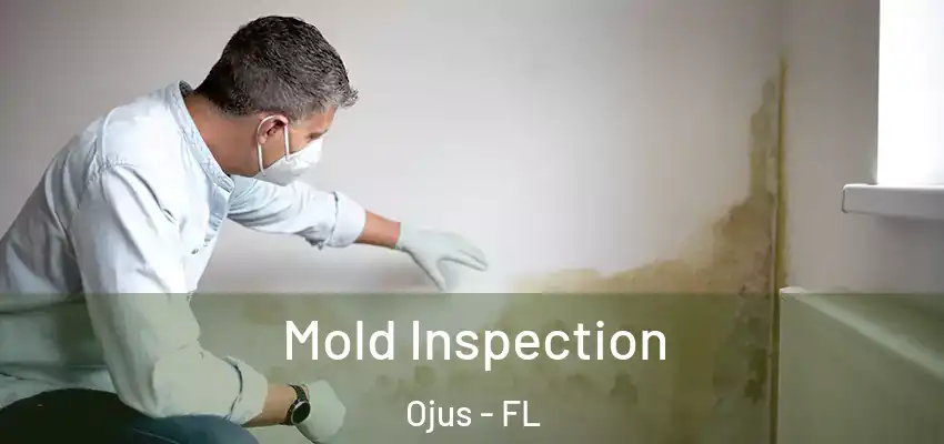 Mold Inspection Ojus - FL