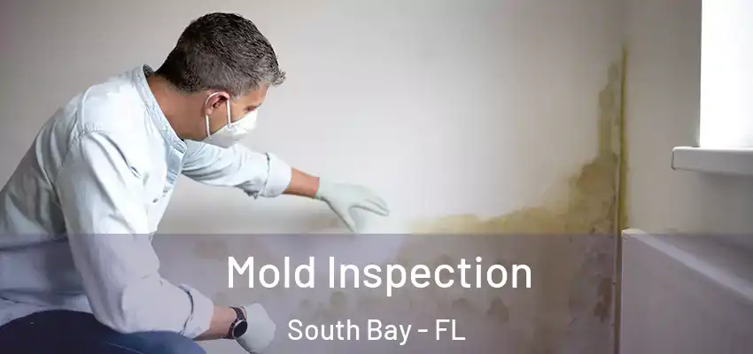 Mold Inspection South Bay - FL