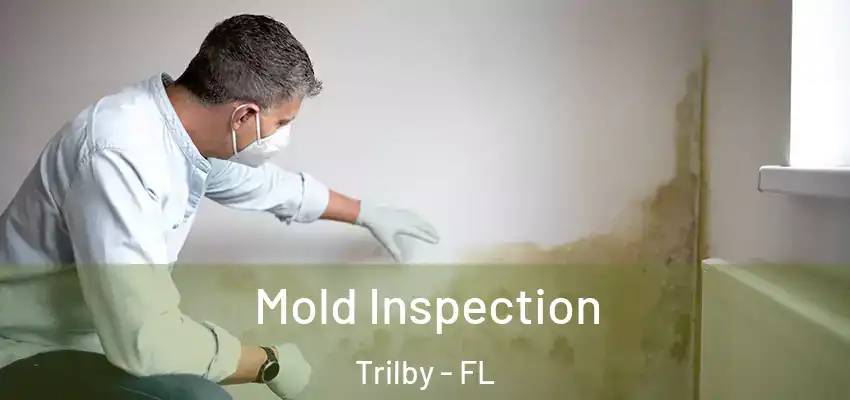 Mold Inspection Trilby - FL