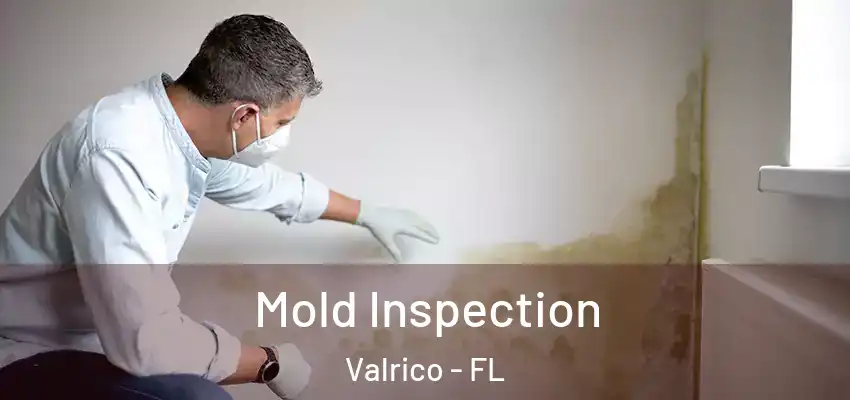  Mold Inspection Valrico - FL