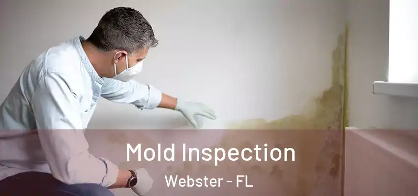 Mold Inspection Webster - FL