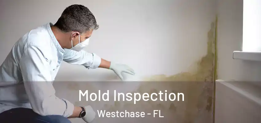 Mold Inspection Westchase - FL