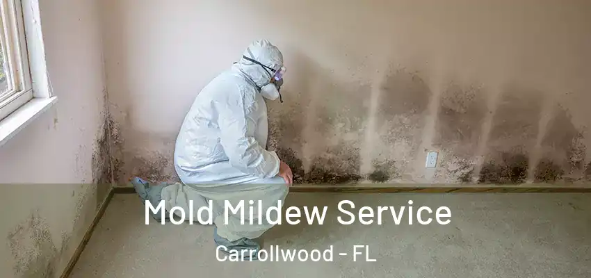  Mold Mildew Service Carrollwood - FL