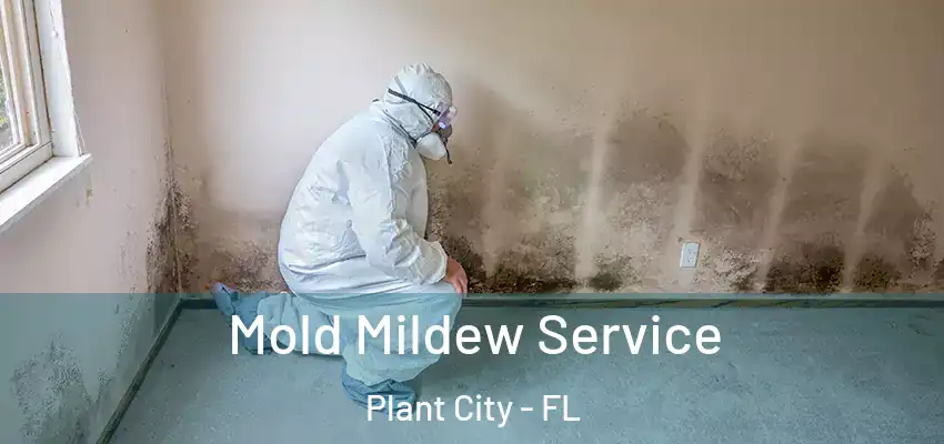 Mold Mildew Service Plant City - FL