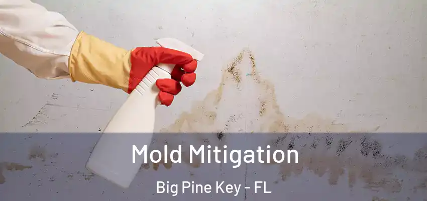 Mold Mitigation Big Pine Key - FL