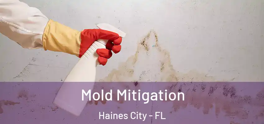 Mold Mitigation Haines City - FL