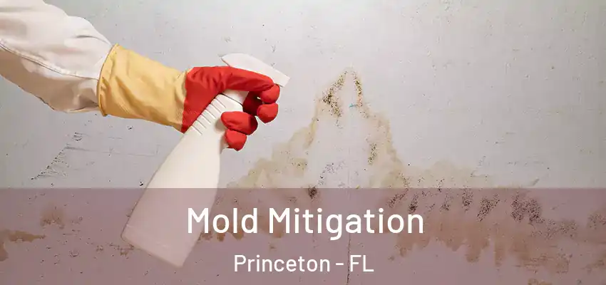 Mold Mitigation Princeton - FL