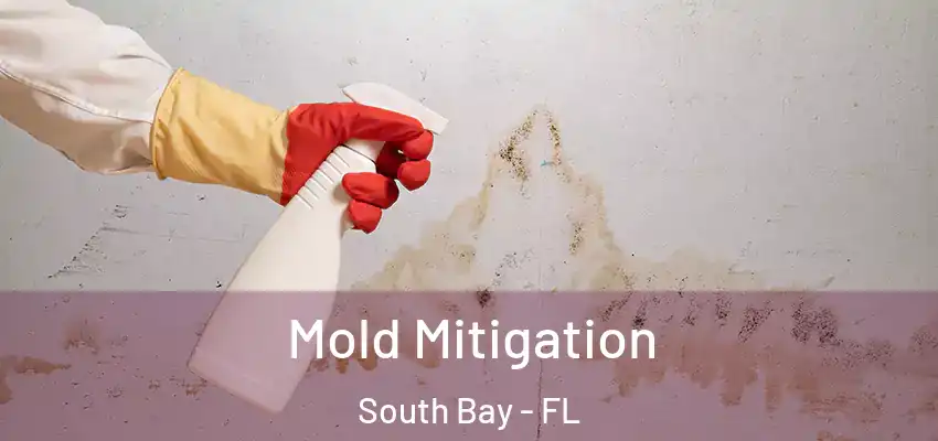  Mold Mitigation South Bay - FL