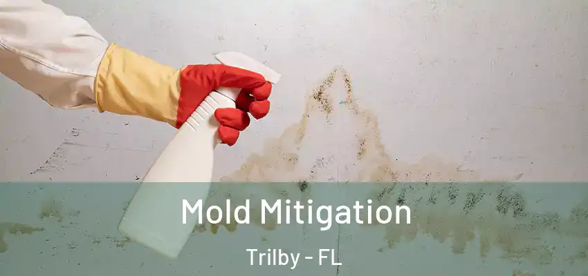 Mold Mitigation Trilby - FL