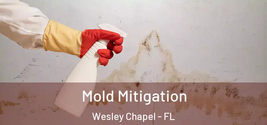 Mold Mitigation Wesley Chapel - FL