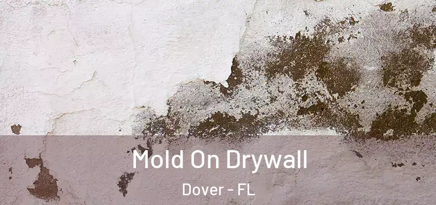  Mold On Drywall Dover - FL